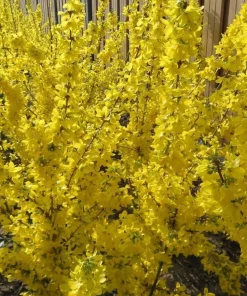 Gold Forsythia Live Plant - Golden Bells Shrub, 6-12