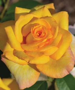 Gold Medal Rose Live Plant - 4-6" Tall Hybrid Tea Bush, Fragrant Yellow Blooms - Image 2