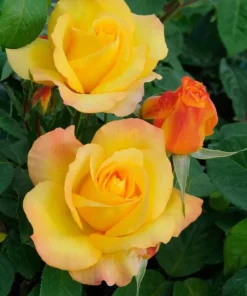 Gold Medal Rose Live Plant - 4-6