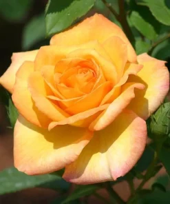 Gold Medal Rose Live Plant - 4-6