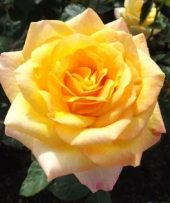 Gold Medal Rose Live Plant - 4-6