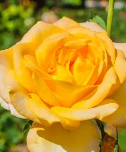 Gold Medal Rose Live Plant - 4-6