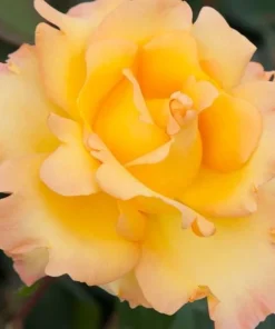 Gold Medal Rose Live Plant - 4-6