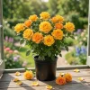 Gold Medal Rose Live Plant - 4-6" Tall Hybrid Tea Bush, Fragrant Yellow Blooms - Image 1
