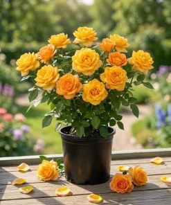 Gold Medal Rose Live Plant - 4-6" Tall Hybrid Tea Bush, Fragrant Yellow Blooms - Image 1