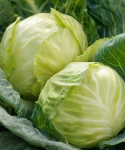 Golden Acre Cabbage Seeds – Heirloom Variety, Sweet & Crisp, 200 Seeds - Image 2