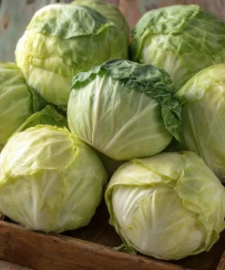 Golden Acre Cabbage Seeds – Heirloom Variety, Sweet & Crisp, 200 Seeds - Image 5