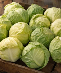 Golden Acre Cabbage Seeds – Heirloom Variety, Sweet & Crisp, 200 Seeds - Image 1