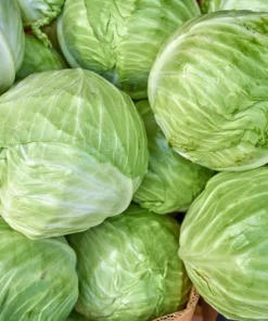 Golden Acre Early Cabbage Seeds – 500 Vegetable Seeds – Brassica Oleracea Capitata - Image 3