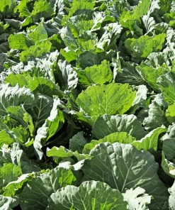 Golden Acre Early Cabbage Seeds – 500 Vegetable Seeds – Brassica Oleracea Capitata - Image 4