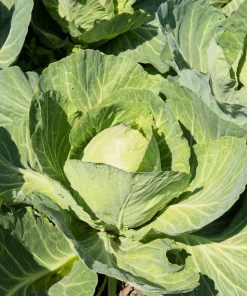 Golden Acre Early Cabbage Seeds – 500 Vegetable Seeds – Brassica Oleracea Capitata - Image 5