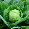 Golden Acre Early Cabbage Seeds – 500 Vegetable Seeds – Brassica Oleracea Capitata - Image 1