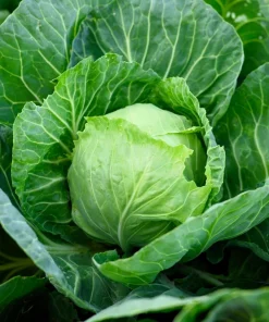 Golden Acre Early Cabbage Seeds – 500 Vegetable Seeds – Brassica Oleracea Capitata - Image 1