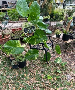 Golden Aurea Pothos Giant Live Plant - Easy Care Indoor Vine - Image 10