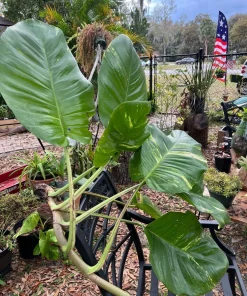 Golden Aurea Pothos Giant Live Plant - Easy Care Indoor Vine - Image 11