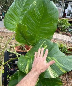 Golden Aurea Pothos Giant Live Plant - Easy Care Indoor Vine - Image 12