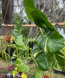 Golden Aurea Pothos Giant Live Plant - Easy Care Indoor Vine - Image 7