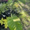 Golden Aurea Pothos Giant Live Plant - Easy Care Indoor Vine - Image 1