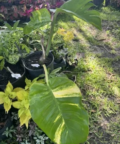 Golden Aurea Pothos Giant Live Plant - Easy Care Indoor Vine - Image 1
