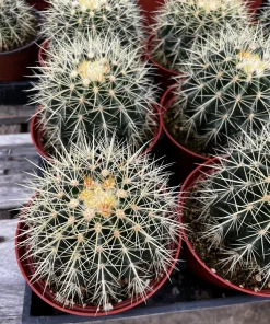 Golden Barrel Cactus Live Plant - Echinocactus Grusonii in 6 inch Pot - Image 2