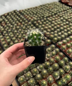 Golden Barrel Cactus Live Plant – Echinocactus Grusonii – 2 inch pot – Indoor/Outdoor Succulent - Image 2