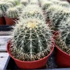 Golden Barrel Cactus Live Plant - Echinocactus Grusonii in 6 inch Pot - Image 1