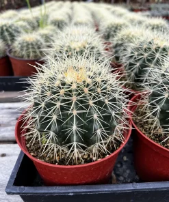 Golden Barrel Cactus Live Plant - Echinocactus Grusonii in 6 inch Pot - Image 1