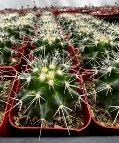 Golden Barrel Cactus Live Plant – Echinocactus Grusonii – 2 inch pot – Indoor/Outdoor Succulent - Image 3