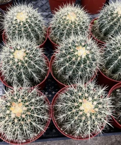Golden Barrel Cactus Live Plant - Echinocactus Grusonii in 6 inch Pot - Image 3