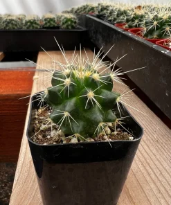 Golden Barrel Cactus Live Plant - Echinocactus Grusonii in 6 inch Pot - Image 4
