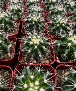 Golden Barrel Cactus Live Plant – Echinocactus Grusonii – 2 inch pot – Indoor/Outdoor Succulent - Image 4