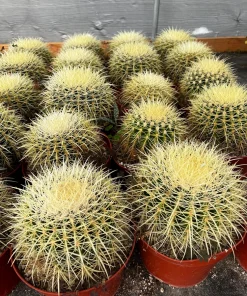 Golden Barrel Cactus Live Plant – Echinocactus Grusonii – 2 inch pot – Indoor/Outdoor Succulent - Image 5