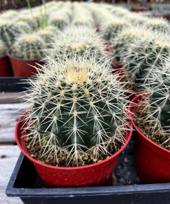 Golden Barrel Cactus Live Plant – Echinocactus Grusonii – 2 inch pot – Indoor/Outdoor Succulent - Image 6