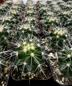 Golden Barrel Cactus Live Plant - Echinocactus Grusonii in 6 inch Pot - Image 7