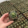 Golden Barrel Cactus Live Plant – Echinocactus Grusonii – 2 inch pot – Indoor/Outdoor Succulent - Image 1