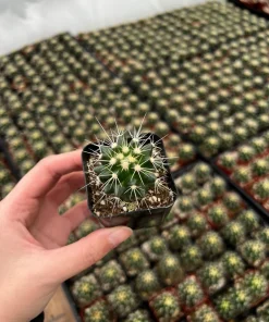 Golden Barrel Cactus Live Plant – Echinocactus Grusonii – 2 inch pot – Indoor/Outdoor Succulent - Image 1