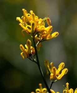 Golden Eardrops Seeds - 10 Yellow Bleeding Heart Shade Flower Seeds - Image 4
