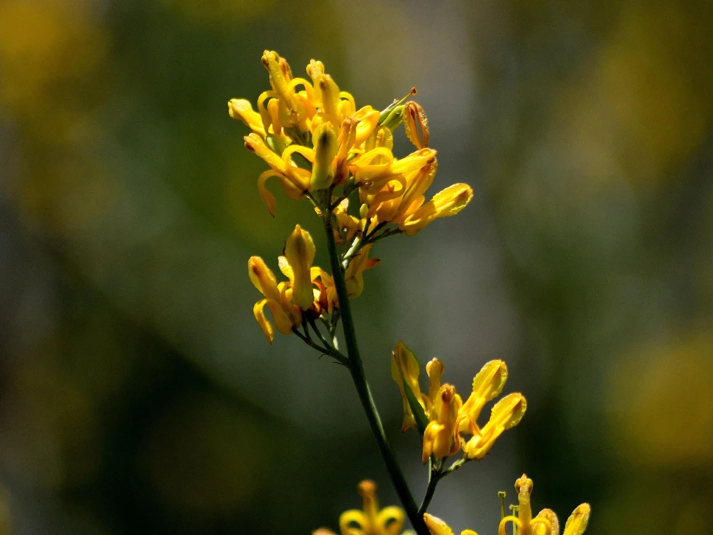 Golden Eardrops Seeds - 10 Yellow Bleeding Heart Shade Flower Seeds - Image 4
