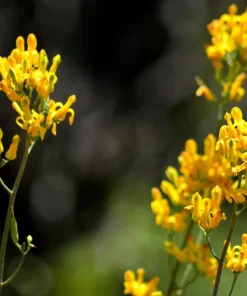 Golden Eardrops Seeds - 10 Yellow Bleeding Heart Shade Flower Seeds - Image 5