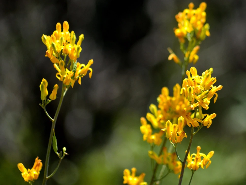 Golden Eardrops Seeds - 10 Yellow Bleeding Heart Shade Flower Seeds - Image 5