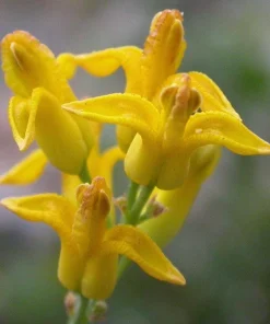 Golden Eardrops Seeds - 10 Yellow Bleeding Heart Shade Flower Seeds - Image 6
