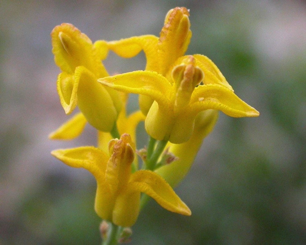 Golden Eardrops Seeds - 10 Yellow Bleeding Heart Shade Flower Seeds - Image 6