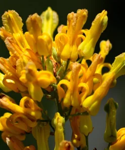 Golden Eardrops Seeds - 10 Yellow Bleeding Heart Shade Flower Seeds - Image 7