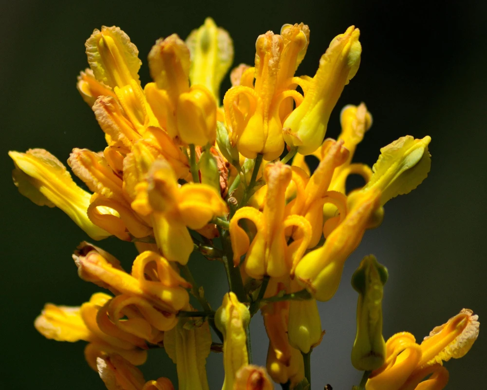 Golden Eardrops Seeds - 10 Yellow Bleeding Heart Shade Flower Seeds - Image 7