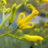 Golden Eardrops Seeds - 10 Yellow Bleeding Heart Shade Flower Seeds - Image 1
