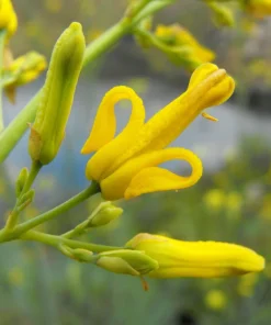 Golden Eardrops Seeds - 10 Yellow Bleeding Heart Shade Flower Seeds - Image 1