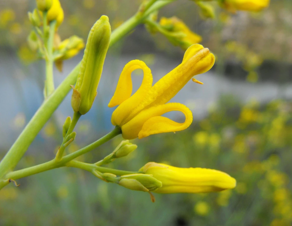 Golden Eardrops Seeds - 10 Yellow Bleeding Heart Shade Flower Seeds - Image 1