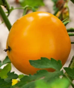 Golden Jubilee Tomato Seeds - 150 Yellow Lycopersicon Lycopersicum Fruit Vegetable Seeds - Image 8