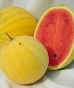 Golden Midget Watermelon Seeds - 10 Count Mini Sweet Melons for Garden & Containers - Image 2
