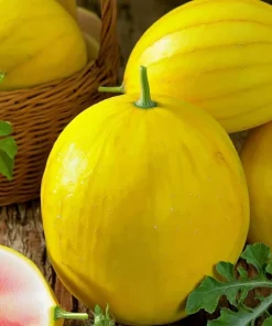 Golden Midget Watermelon Seeds - 10 Count Mini Sweet Melons for Garden & Containers - Image 3
